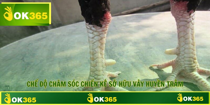 Cách luyện tập và chăm sóc giống kê sở hữu vảy huyền trâm