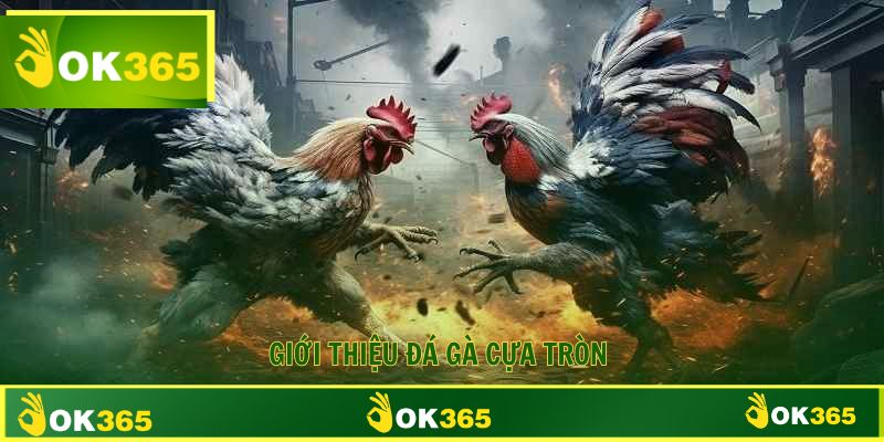 Đá gà cựa tròn tổng quan đôi nét loại hình thú vị 