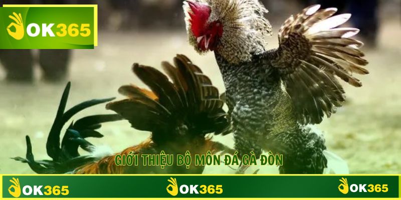 Đá gà đòn bộ môn giải trí cực thú vị