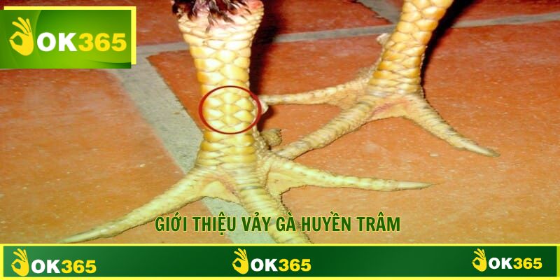 Giới thiệu vảy gà huyền trâm dấu hiệu thần kê