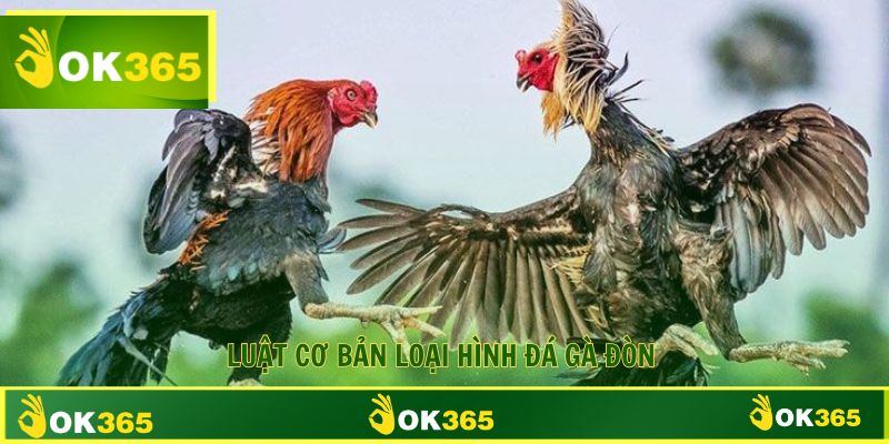 Luật cơ bản quy định đá gà nòi cập nhật mới nhất