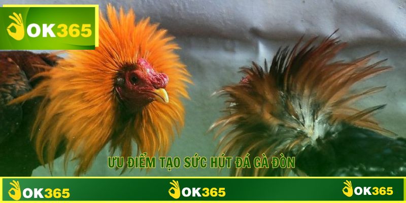 Ưu điểm nổi bật tạo nên sức hút của đá gà đòn